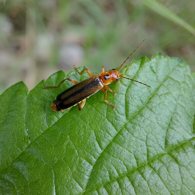 Metacantharis discoidea - fenyves-lágybogár