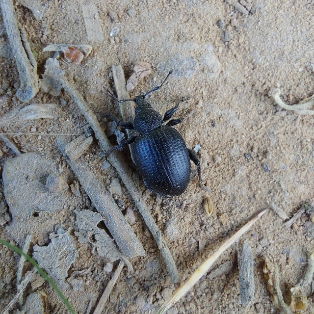 Otiorhynchus catenulatus - gyászos gyalogormányos