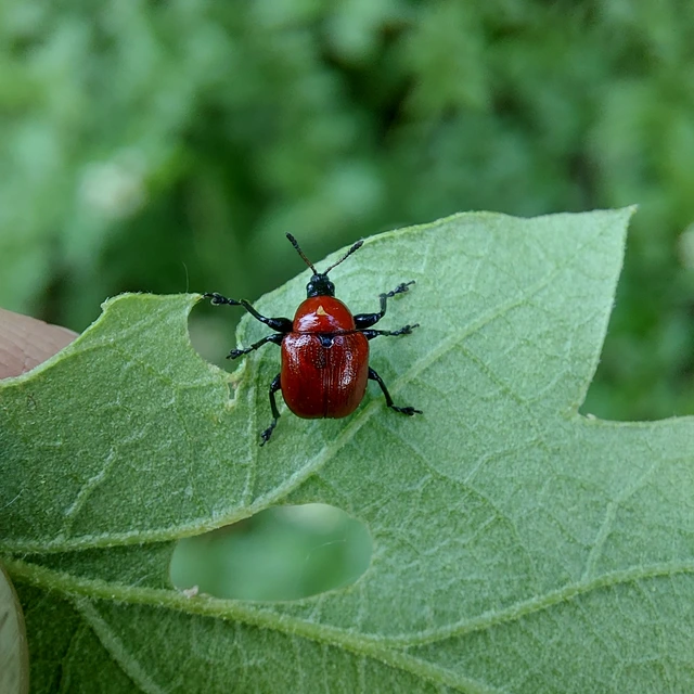 Attelabus nitens - tölgy-levélsodró