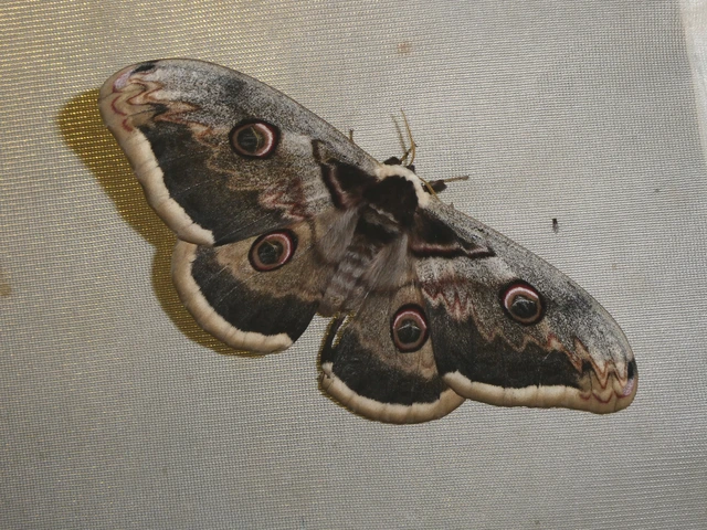 Saturnia pyri - nagy pávaszem