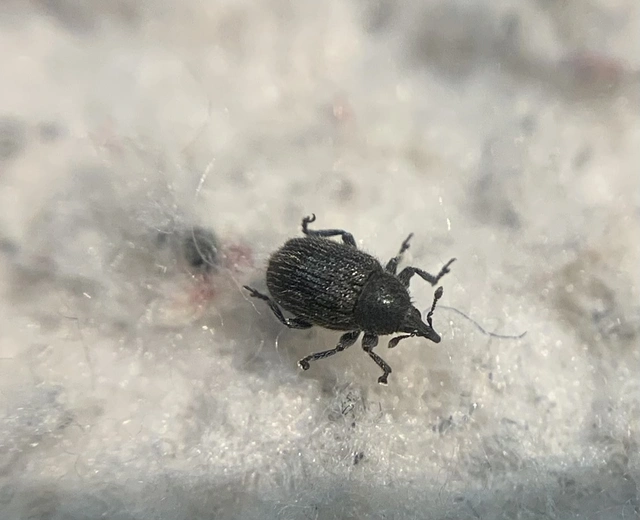 Rhinusa antirrhini - fekete gyújtoványfű-ormányos Rhinusa antirrhini - fekete gyújtoványfű-ormányos