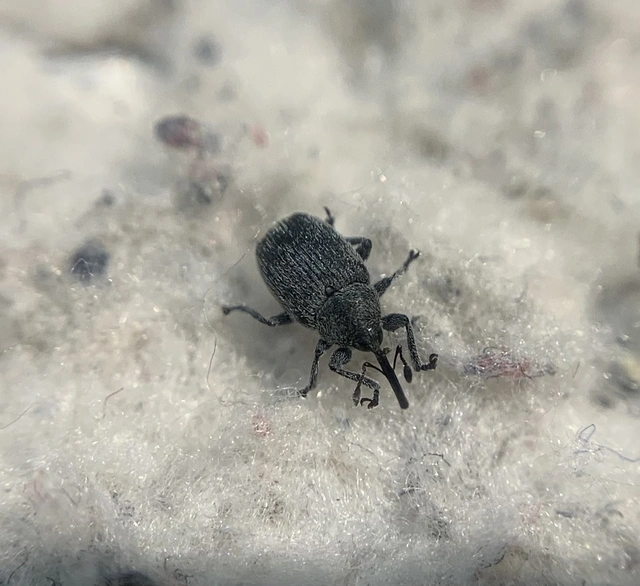 Rhinusa asellus - szőrcsillagos ökörfarkkóró-ormányos