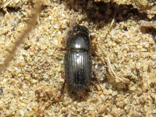 Aphodius varians - változékony trágyabogár