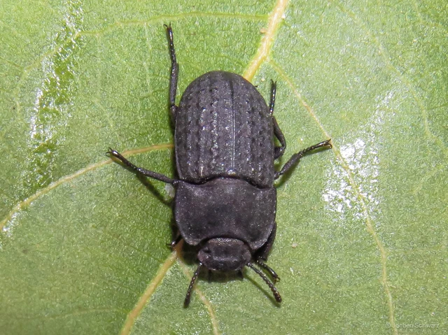 Opatrum sabulosum - sároshátú gyászbogár