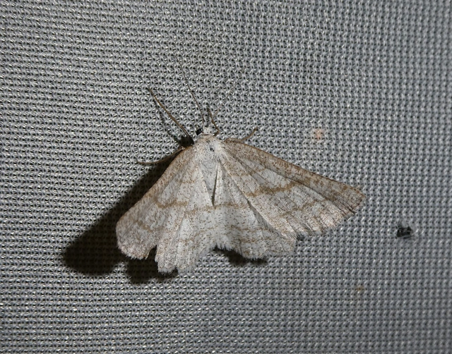 Perconia strigillaria - fehérszárnyú aranyaraszoló
