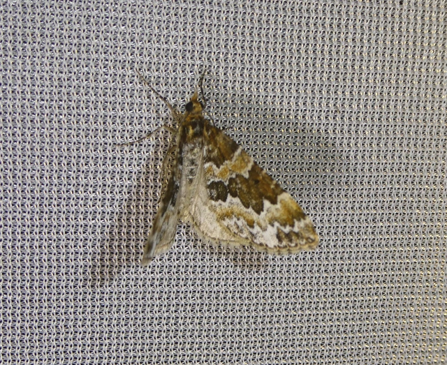 Electrophaes corylata - mogyoró-araszoló