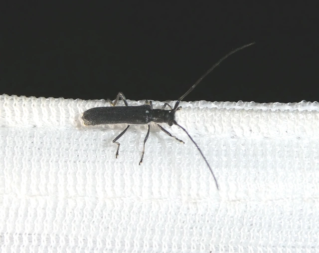 Stenostola dubia - fémes hársfacincér
