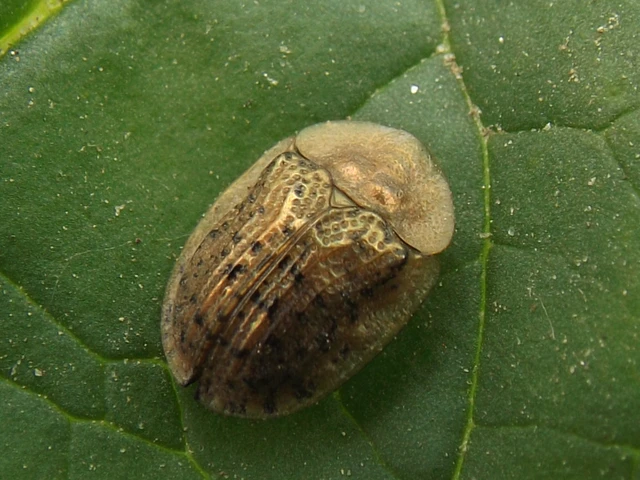 Cassida nebulosa - laboda-pajzsbogár Cassida nebulosa - laboda-pajzsbogár