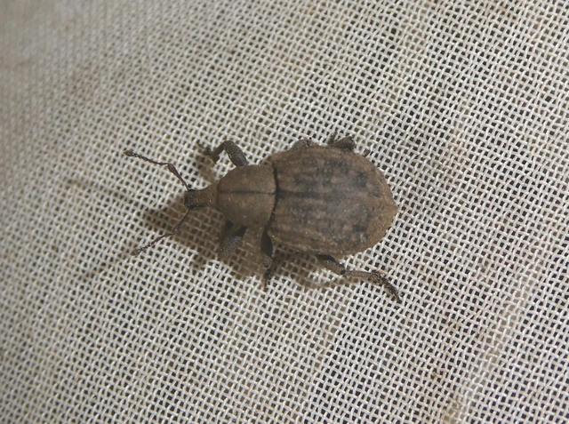 Liophloeus
