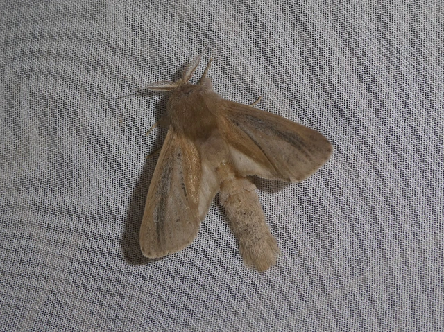 Phragmataecia castaneae - nádfúrólepke