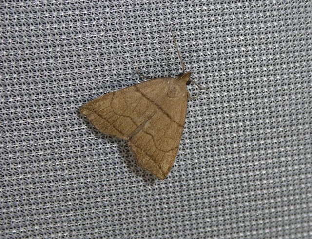 Herminia grisealis - ligeti karcsúbagoly