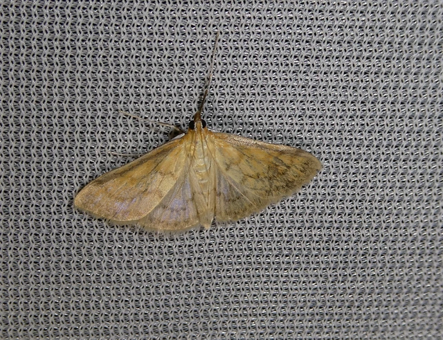 Paratalanta hyalinalis - üvegszárnyú tűzmoly