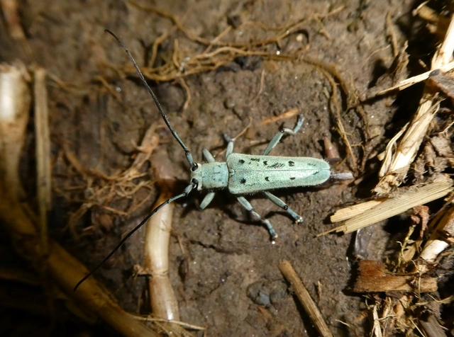 Saperda octopunctata - nyolcpontos cincér