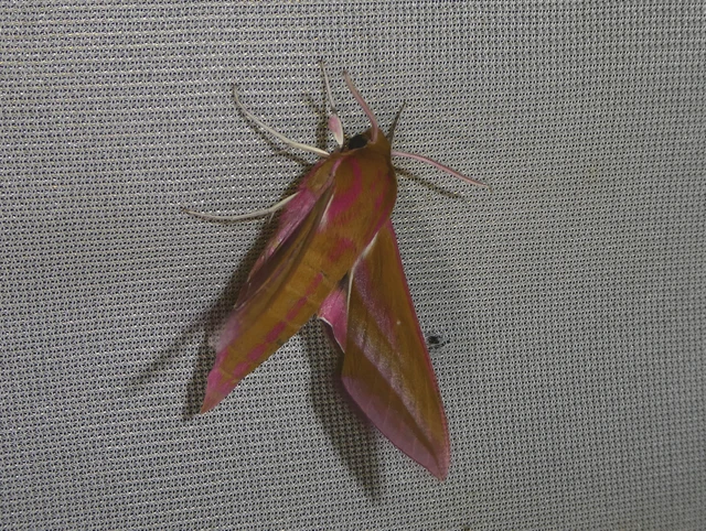 Deilephila elpenor - szőlőszender