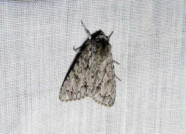 Acronicta aceris - vadgesztenye-szigonyosbagoly