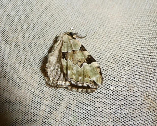 Colostygia pectinataria - zöld levélaraszoló