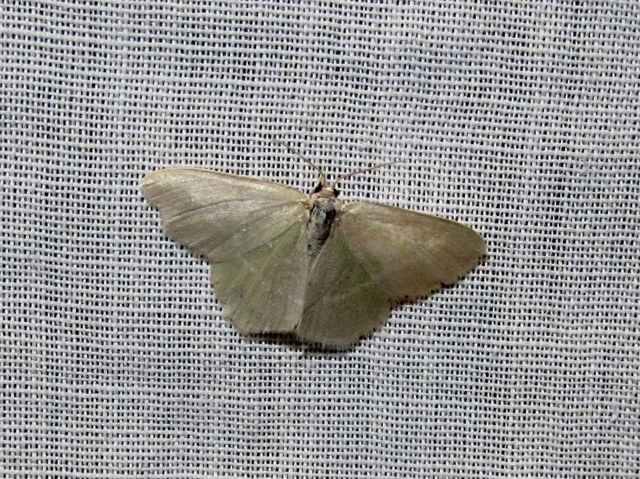 Chlorissa viridata/cloraria