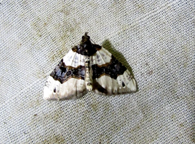 Cosmorhoe ocellata - szemes galajaraszoló
