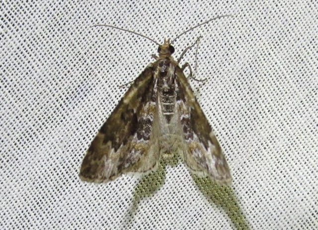 Electrophaes corylata - mogyoró-araszoló