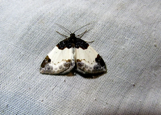 Mesoleuca albicillata - tarka fűzfaaraszoló