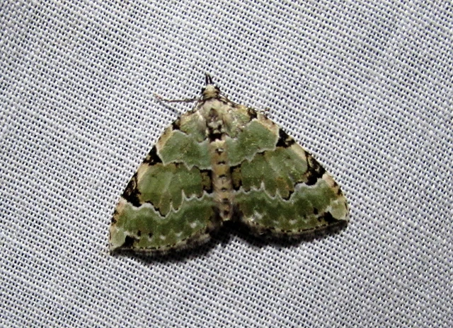 Colostygia pectinataria - zöld levélaraszoló