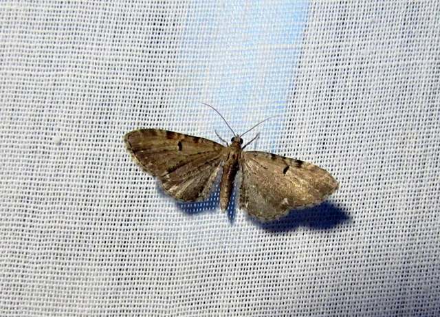 Eupithecia assimilata - komló-törpearaszoló