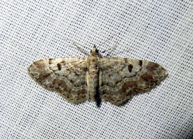 Eupithecia analoga - csőrös törpearaszoló