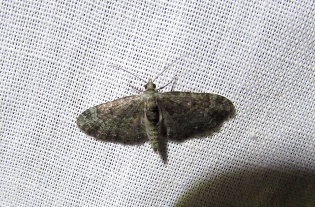 Pasiphila rectangulata - almavirág-araszoló