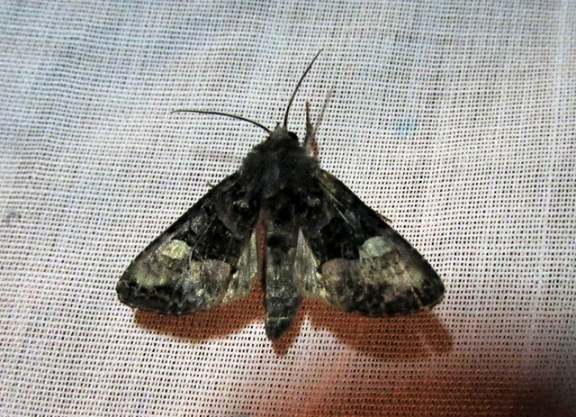 Euplexia lucipara - szeder-csipkésbagoly