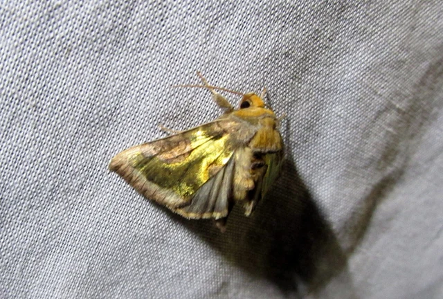 Diachrysia chrysitis - aranybagoly