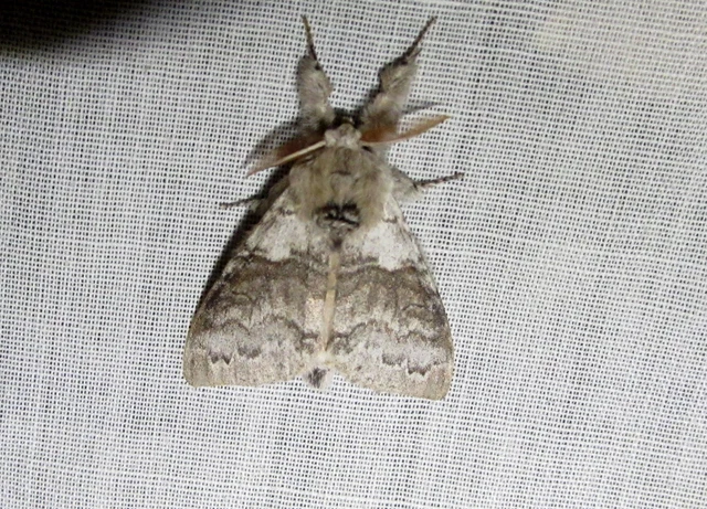 Calliteara pudibunda - hamvasszövő