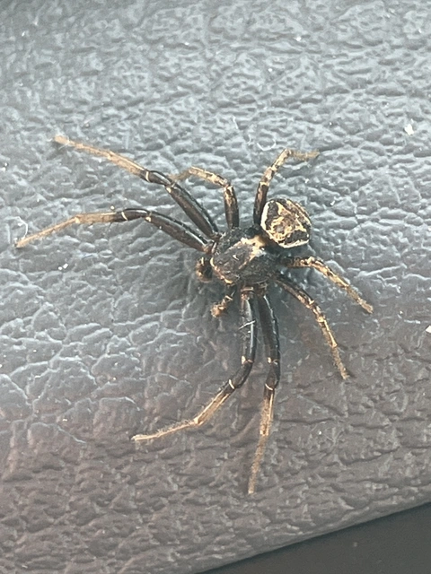 Xysticus