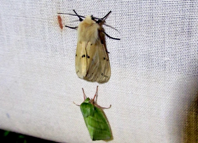 Spilarctia lutea - sárgás medvelepke