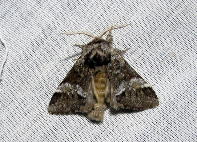 Drymonia dodonea - bélyeges púposszövő