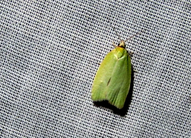 Tortrix viridana - tölgyilonca