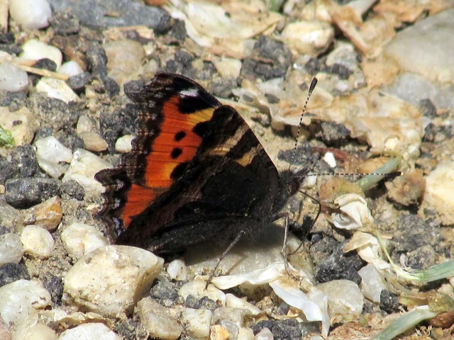 Nymphalis urticae - kis rókalepke Nymphalis urticae - kis rókalepke