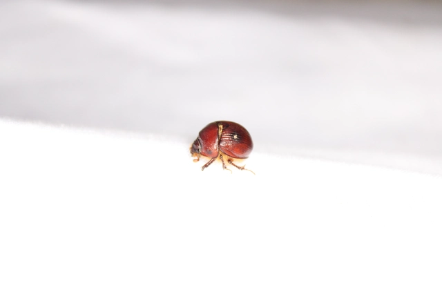 Bolbelasmus unicornis - szarvas álganéjtúró