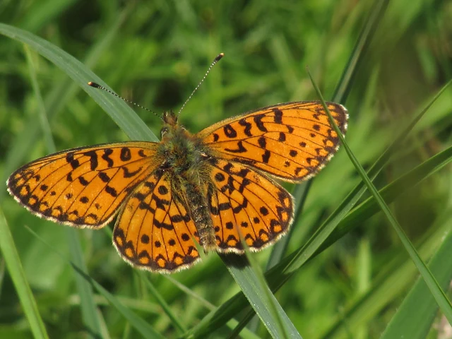 Boloria selene - fakó gyöngyházlepke