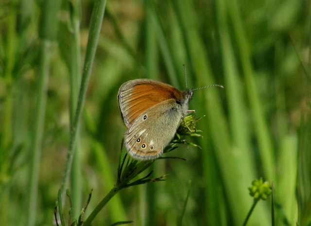 Coenonympha glycerion - közönséges szénalepke