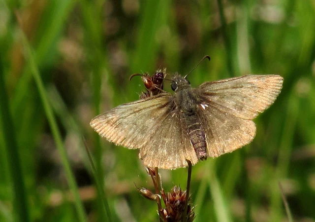 Erynnis tages - cigánylepke