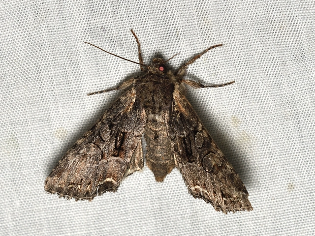 Lacanobia thalassina - borbolya-kertibagoly