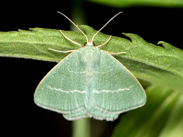 Chlorissa viridata - üdezöld araszoló