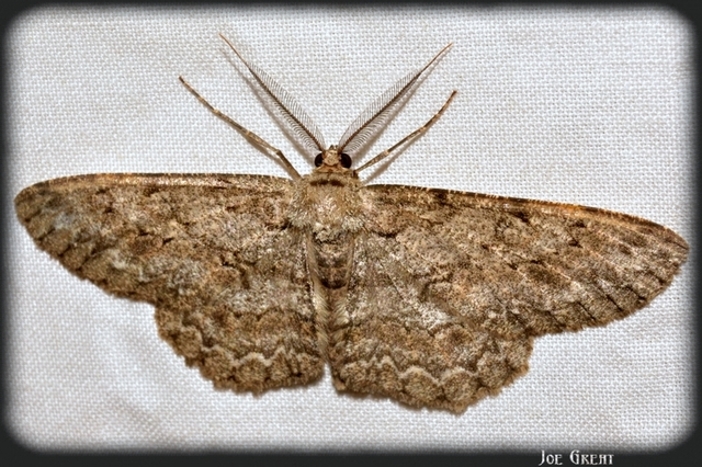 Hypomecis punctinalis - pettyes faaraszoló