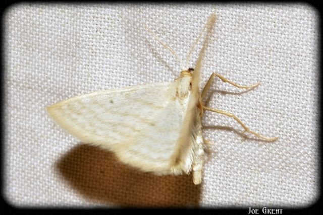 Idaea subsericeata - ötvonalas apróaraszoló