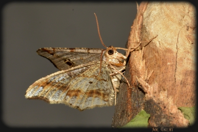 Macaria alternata - közönséges szürkearaszoló