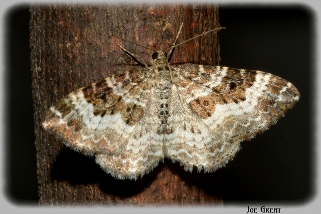 Epirrhoe alternata - galaj-tarkaaraszoló