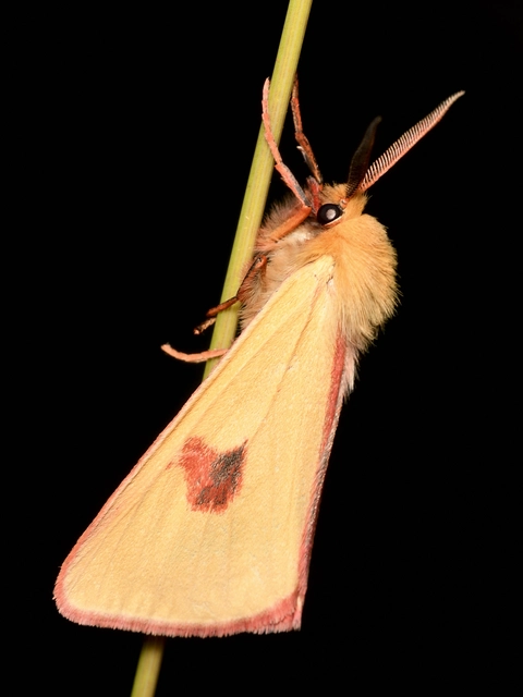 Diacrisia sannio - vörösszélű medvelepke