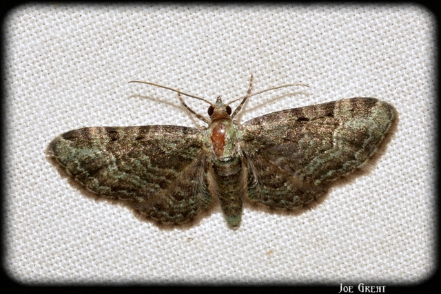 Pasiphila rectangulata - almavirág-araszoló