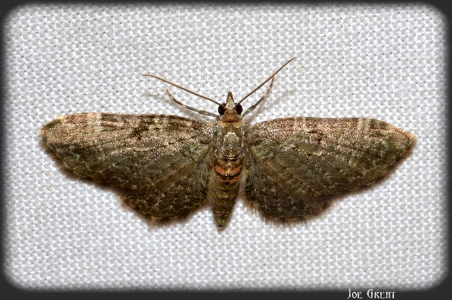 Pasiphila chloerata - hamvas törpearaszoló