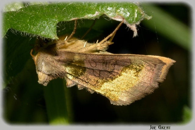 Diachrysia chrysitis - aranybagoly